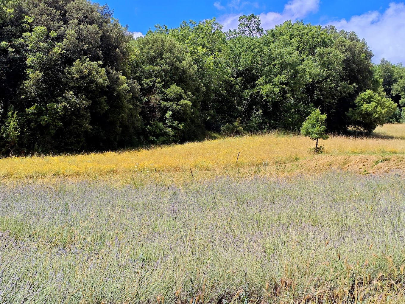 campo podere seradino