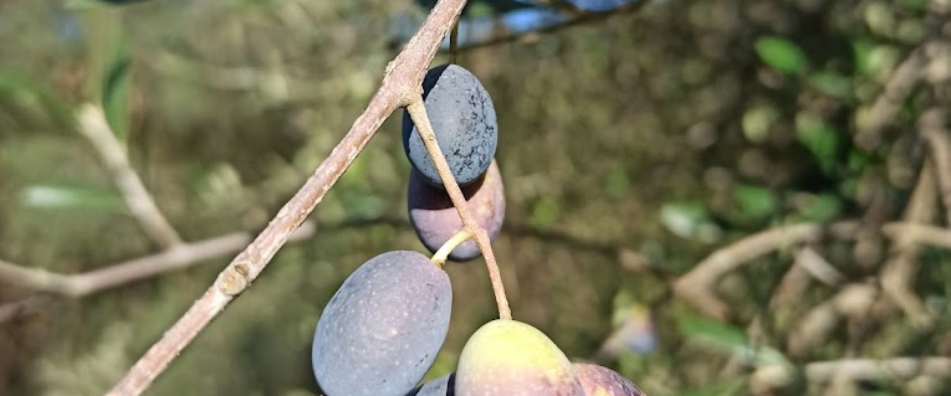 olive